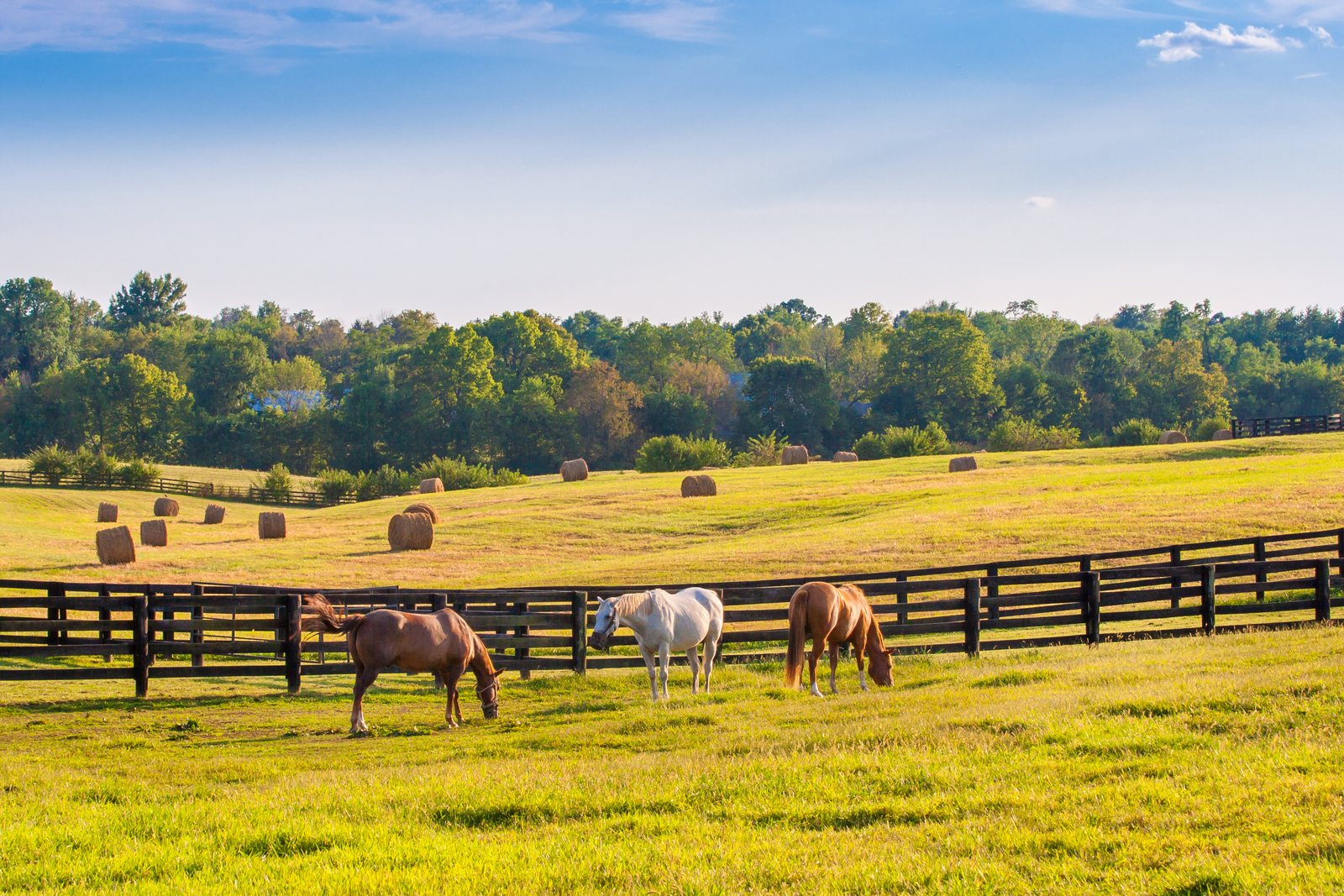 Live oaks and rolling pasture on the edge of Ocala, Florida